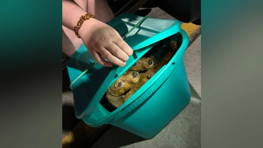 Puppies found in ‘deplorable’ conditions in Colonial Heights