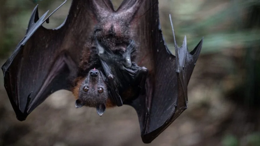 ‘Bat Bonanza’: Here’s when to watch and learn about bats for free