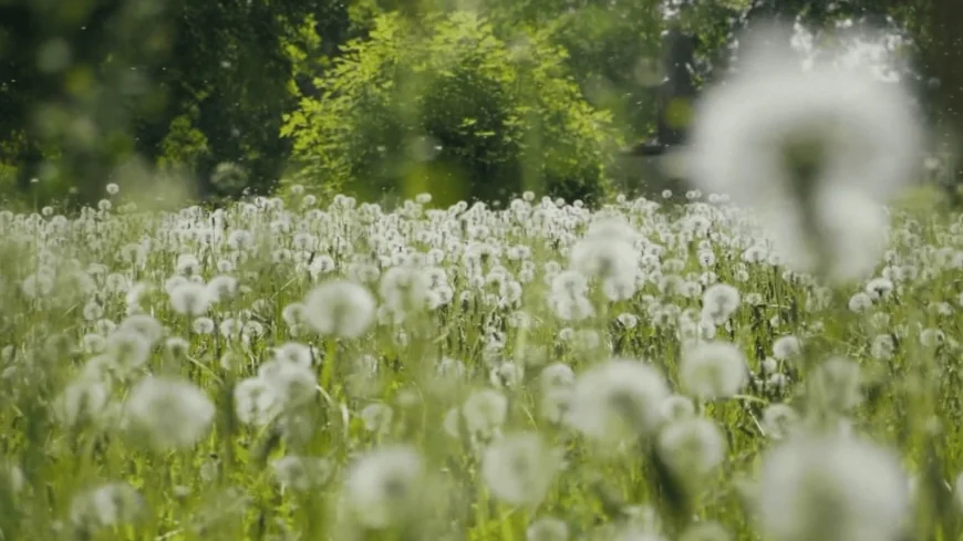 Extreme pollen levels bring challenging allergy season to Richmond