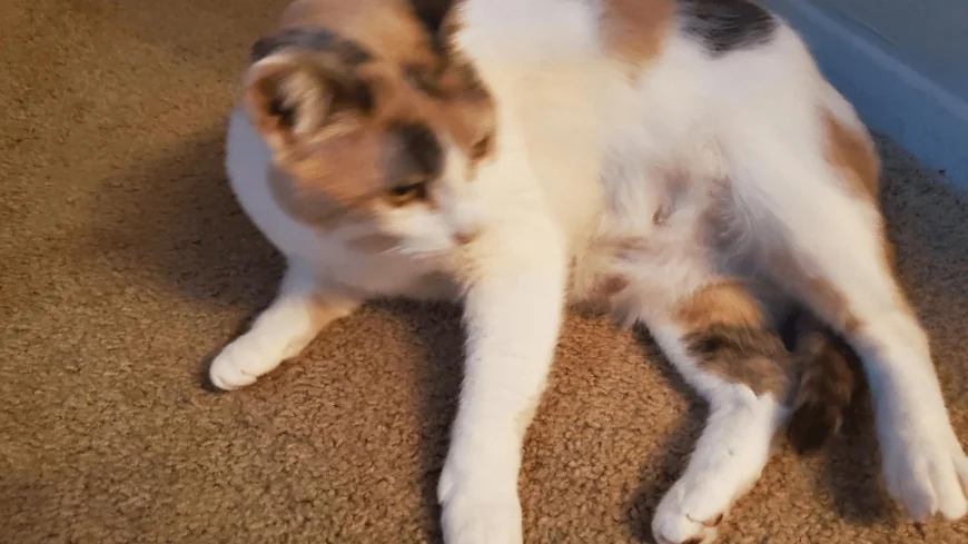 Share photos of your furry friends for National Pet Day